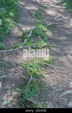 Freiliegende Tree root System eindringenden öffentlichen Fußweg. Metapher stolpern, Konzept der Root Cause Analysis, and computer root Verzeichnis. Freiliegende wurzeln Baum Stockfoto