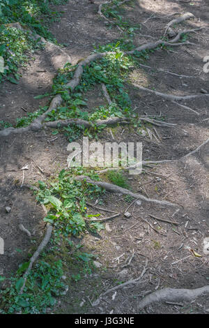 Freiliegende Tree root System eindringenden öffentlichen Fußweg. Metapher stolpern, Konzept der Root Cause Analysis, and computer root Verzeichnis. Freiliegende wurzeln Baum Stockfoto