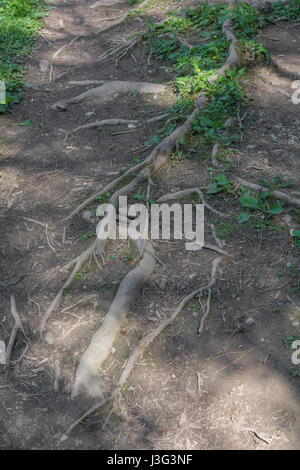 Freiliegende Tree root System eindringenden öffentlichen Fußweg. Metapher stolpern, Konzept der Root Cause Analysis, and computer root Verzeichnis. Freiliegende wurzeln Baum Stockfoto