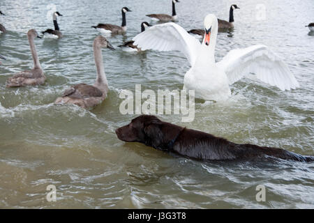 Rotherham, South Yorkshire, Großbritannien: Ein aus Leine sorgen Hund die Schwäne wie er im See am 1. Mai in Rother Valley Country Park schwimmt Stockfoto