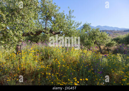 blauer Himmel und fernen Hügel auf Peloponnes in Griechenland mit Vordergrund von bunten Blumen und Olivenbäumen im Frühjahr Stockfoto