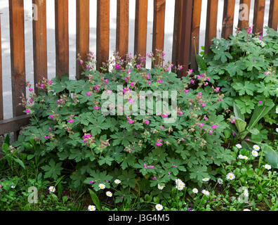 Bush Storchschnabel (Geranium Macrorrhizum) im Garten in der Nähe der Holzzaun Stockfoto