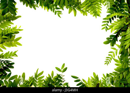 Grüne Blätter Rahmen isoliert auf weißem Hintergrund - Draufsicht Stockfoto