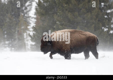 Amerikanische Bisons (Bison Bison) schwere Stier, Wandern durch den Tiefschnee, bei Schneefall, harten Winterwetter, Yellowstone-Nationalpark, USA. Stockfoto