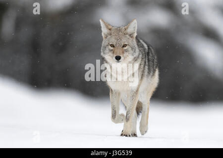 Kojote (Canis Latrans), schließen Sie im Winter zu Fuß auf gefrorenen Schnee, leichtem Schneefall, beobachten, natürlichen Hintergrund, Blickkontakt, Yellowstone NP, USA. Stockfoto