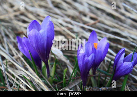 Bereich der blühenden Krokusse im Frühling in den Bergen Stockfoto