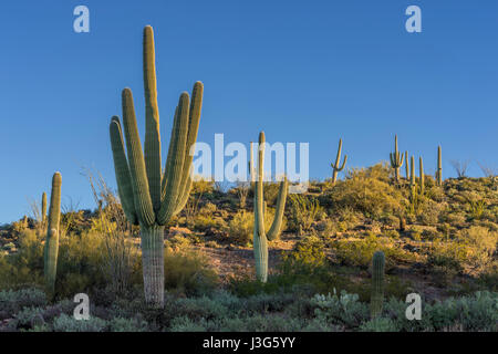 Saguaro Kaktus Wüste, Arizona USA Stockfoto