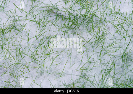 Neuer Frühling Wachstum im späten Schnee Stockfoto