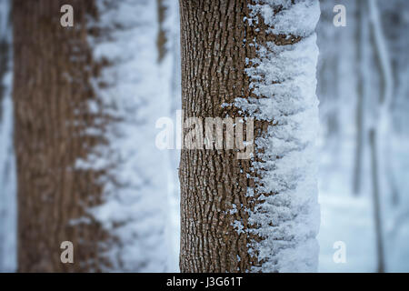 Schnee auf Seite des Baumes, Pennsylvania, USA Stockfoto