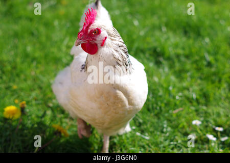 Eine leichte Sussex Henne in einem Feld an einem sonnigen Tag. Stockfoto