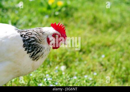 Eine leichte Sussex Henne in einem Feld an einem sonnigen Tag. Stockfoto