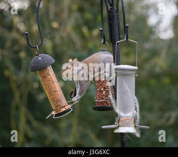 Graue Eichhörnchen auf Garten Vogelhäuschen, Shropshire, England, UK Stockfoto