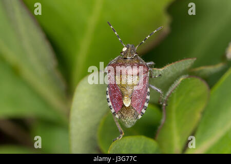 Beerenwanze, Beeren-Wanze, Dolycoris Baccarum, Schlehe Bug, Sloebug, la Punaise des Baies, Pentatome des Baies, Baumwanzen, Pentatomidae, Baumwanzen Stockfoto