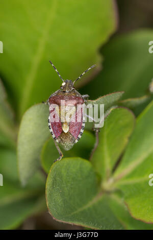 Beerenwanze, Beeren-Wanze, Dolycoris Baccarum, Schlehe Bug, Sloebug, la Punaise des Baies, Pentatome des Baies, Baumwanzen, Pentatomidae, Baumwanzen Stockfoto