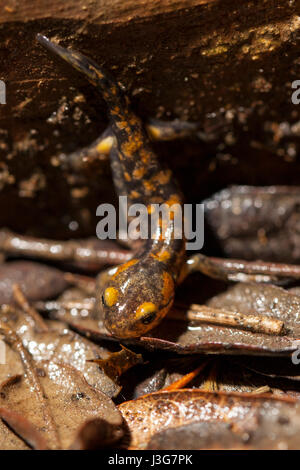 Makro-Porträt von einem Metamorph Feuersalamander Stockfoto