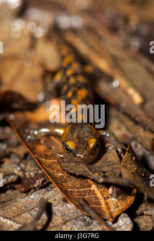 Makro-Porträt von einem Metamorph Feuersalamander Stockfoto