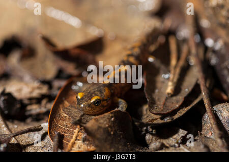 Makro-Porträt von einem Metamorph Feuersalamander Stockfoto