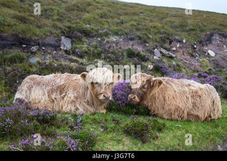 Behaarte Kühe in der Isle Of Skye Scotland Stockfoto