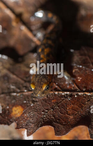 Makro-Porträt von einem Metamorph Feuersalamander Stockfoto