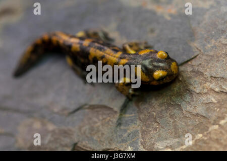 Makro-Porträt von einem Metamorph Feuersalamander Stockfoto