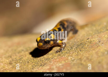 Makro-Porträt von einem Metamorph Feuersalamander Stockfoto