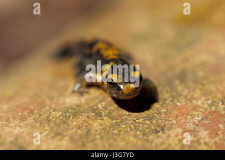 Makro-Porträt von einem Metamorph Feuersalamander Stockfoto