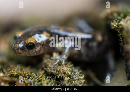 Makro-Porträt von einem Metamorph Feuersalamander Stockfoto