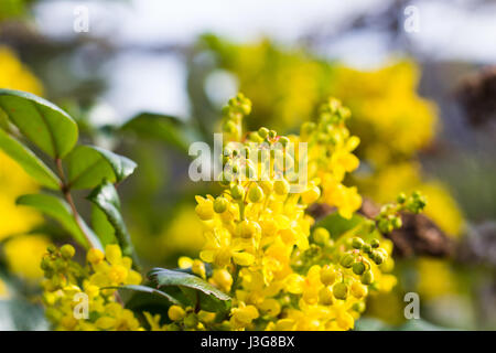 Mahonia Blumen Stockfoto