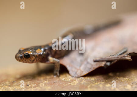 Makro-Porträt von einem Metamorph Feuersalamander Stockfoto