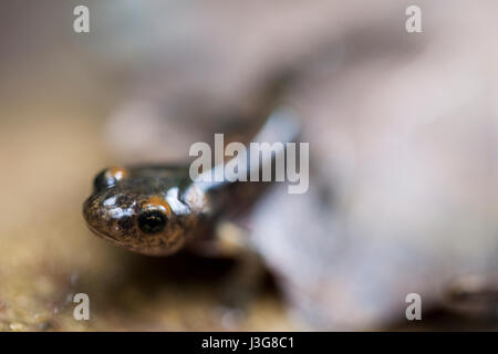 Makro-Porträt von einem Metamorph Feuersalamander Stockfoto