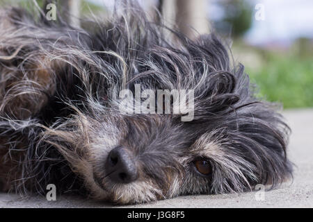 Schwarzen Haushund Stockfoto