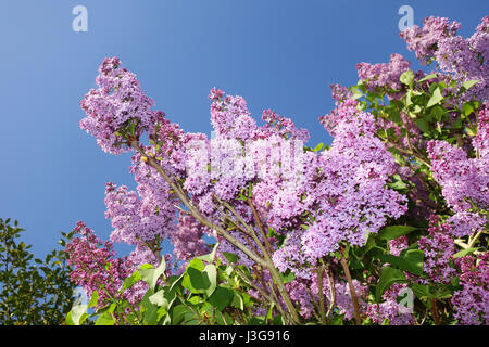 Lila lila Blüte Syringa Vulgaris Großbritannien Uk Stockfoto