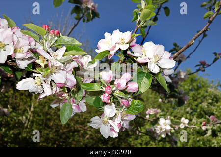 Apfelblüte im Blume Großbritannien Uk Stockfoto