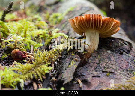 Ein braun-capped Kiemen Pilz in den Ausläufern der Alberta. Stockfoto