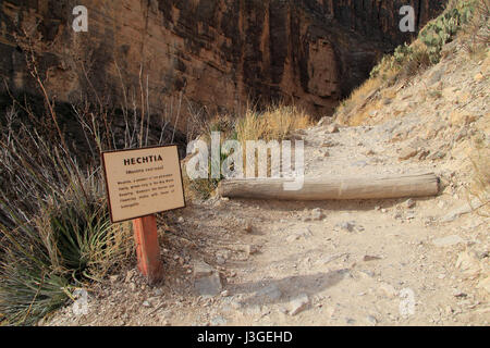 Ein kleines Zeichen beschreibt einige der Flora entlang der wunderschönen Santa Elena Canyon Trail im Big Bend National Park, im Bundesstaat Texas entfernt Stockfoto