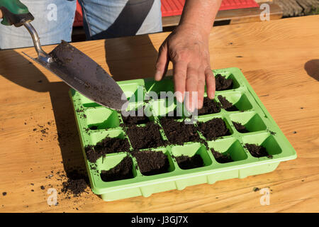 Frau Green Corn Saat auf fruchtbaren Boden im Garten. Stockfoto