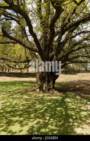 Licht und Schatten unter ausladenden Ästen der großen alten Eiche Baum in Bradgate Park, Leicestershire, England, UK Stockfoto