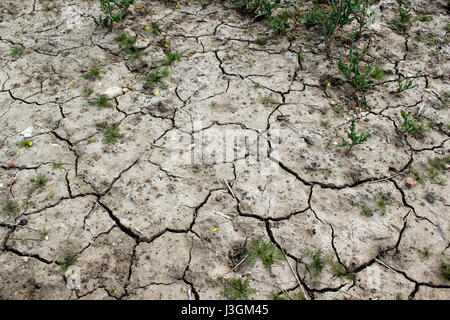 Dürre trockene rissige Ton der Erde wegen des Mangels an Regen Stockfoto