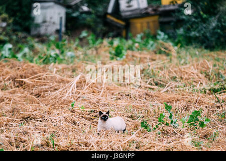 Siamesische Katze Kätzchen Jagd In Trockenrasen Outdoor am Herbstabend Stockfoto