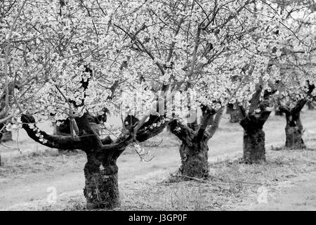 Blühenden Kirschbäume (Prunus SP.) Bäume im Frühling, Weserbergland, Hessen, Deutschland, Europa Stockfoto