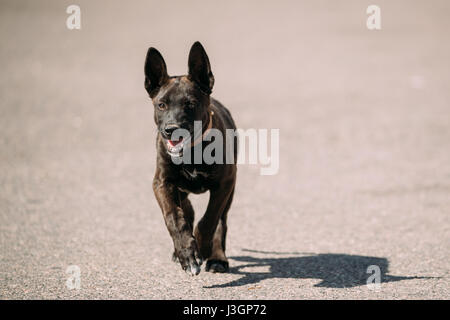 Lustige schwarze kleiner Mischling Welpe Hund Running Outdoor unterwegs an sonnigen Sommertag Stockfoto