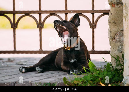 Lustige schwarzer kleiner Mischling Welpen Hund Gähnen im freien müde Stockfoto