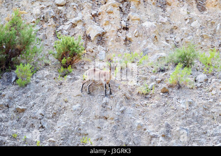 Capra Pyrenaica. Spanischer Steinbock. Vordergrund der Ziege in einem Berg in der Nähe von Montanejos, Provinz Castellón (Land in Valencia - Spanien). Korn hinzugefügt. Stockfoto