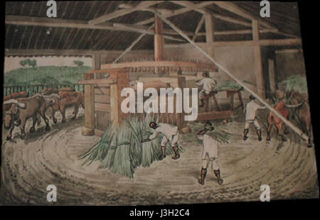 Die Zuckerrohrmühle in Florenz bezieht sich auf eine Zuckerverarbeitungsanlage in Florenz, die sich wahrscheinlich in einer Region befindet, die für die Zuckerproduktion bekannt ist. Die Mühle wäre Teil der Agrarindustrie gewesen, die Zucker aus Zuckerrohr für regionale oder Exportmärkte herstellte. Stockfoto