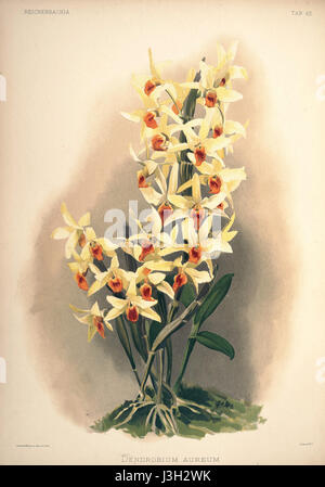 Frederick Sanderâ 'Reichenbachia II' ist ein botanisches Werk mit Platte 63, das die Orchideenart Dendrobium aureum zeigt. Das 1890 veröffentlichte Buch zeigt detaillierte botanische Illustrationen dieser seltenen Blume. Stockfoto