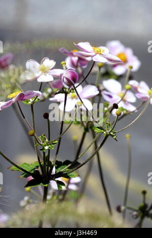 Anemone hupehensis, Japanische Anemone, Chinesische Anemone, Windblume, Thimbleweed Stockfoto