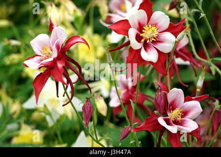 Rote und weiße Rocky Mountain Akelei (Aquilegia Saximontana) Stockfoto