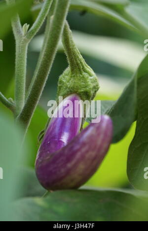 Anbau von Gemüse, chinesische/asiatische Auberginen (Solanum Melongena) Stockfoto