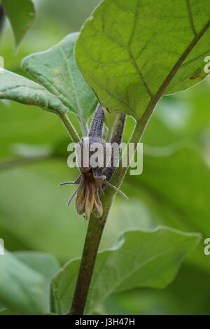 Anbau von Gemüse, Blüte der chinesischen/asiatischen Auberginen (Solanum Melongena) Stockfoto