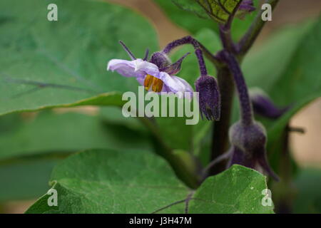 Anbau von Gemüse, chinesische/asiatische Auberginen (Solanum Melongena) Stockfoto